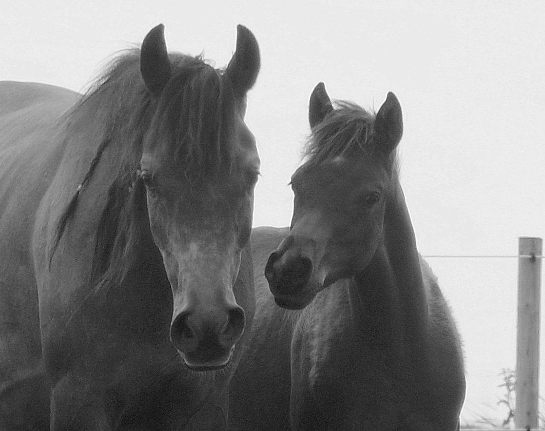 Arabisk fuldblod (OX) Estampa billede 11