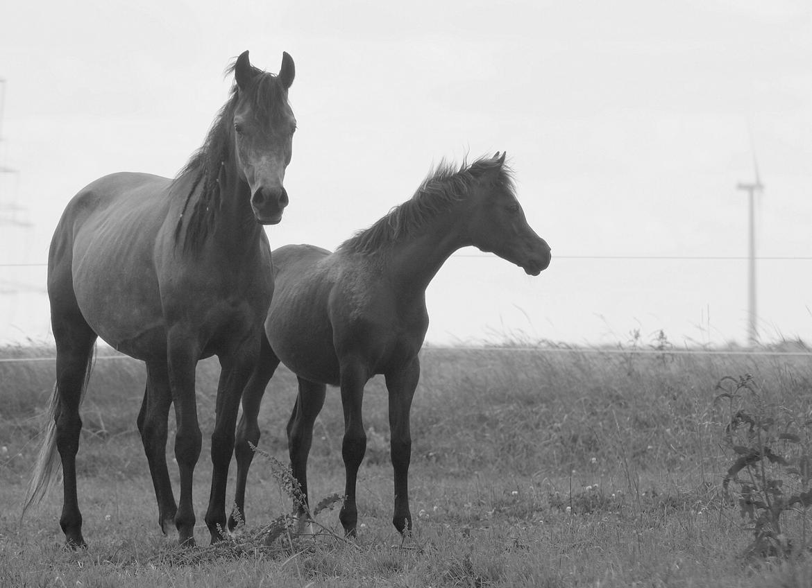 Arabisk fuldblod (OX) Estampa billede 12