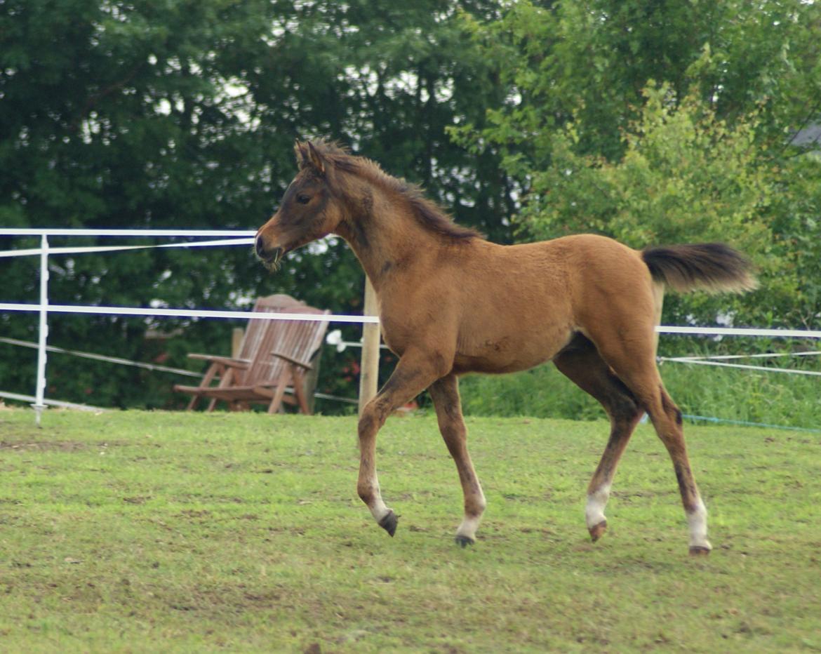 Arabisk fuldblod (OX) Euro-B *SOLGT* billede 8