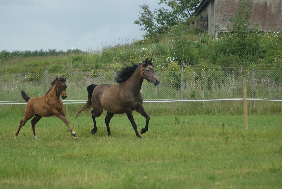 Arabisk fuldblod (OX) Euro-B *SOLGT* billede 10