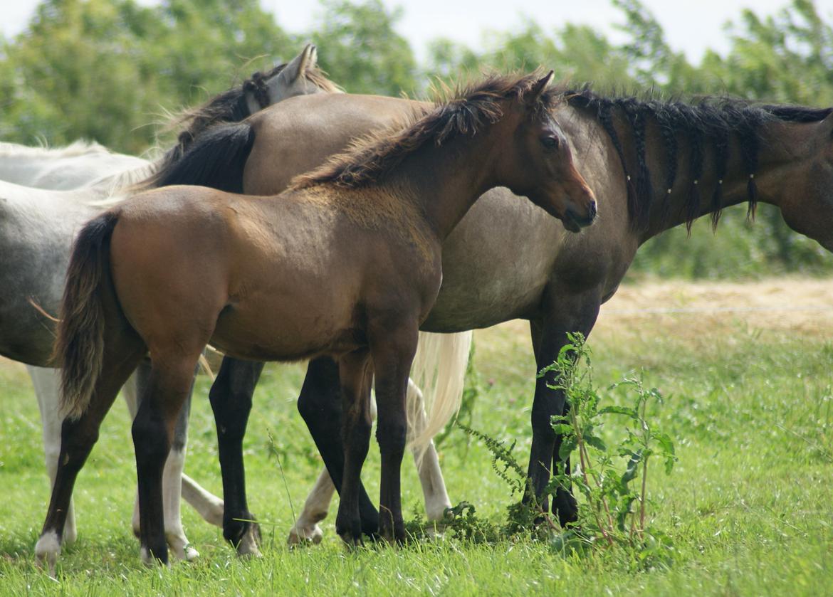 Arabisk fuldblod (OX) Euro-B *SOLGT* billede 3