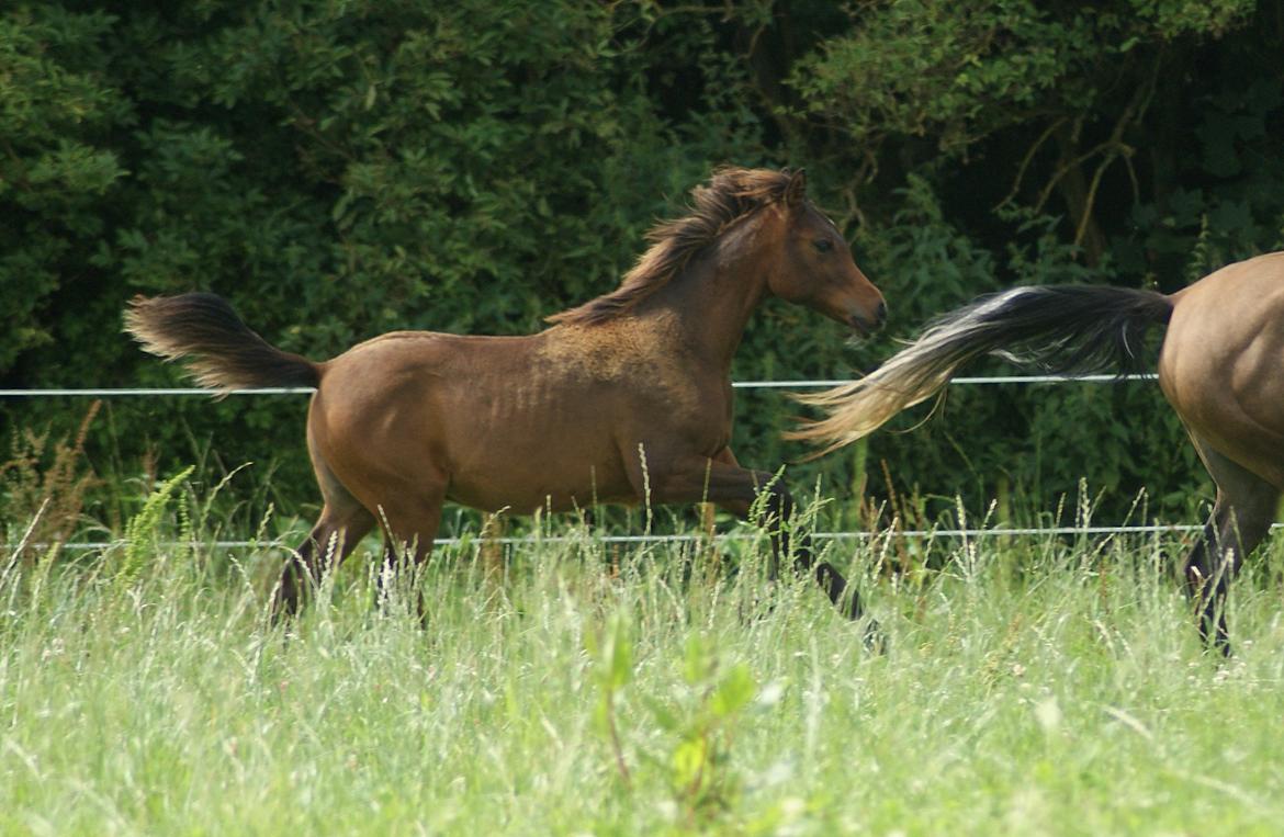 Arabisk fuldblod (OX) Euro-B *SOLGT* billede 4