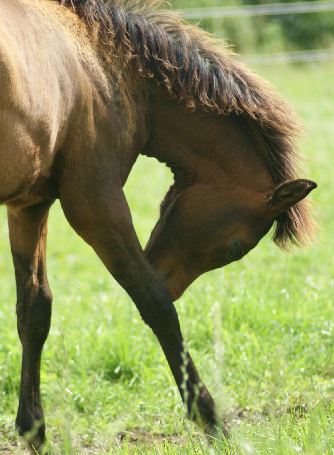 Arabisk fuldblod (OX) Euro-B *SOLGT* billede 5