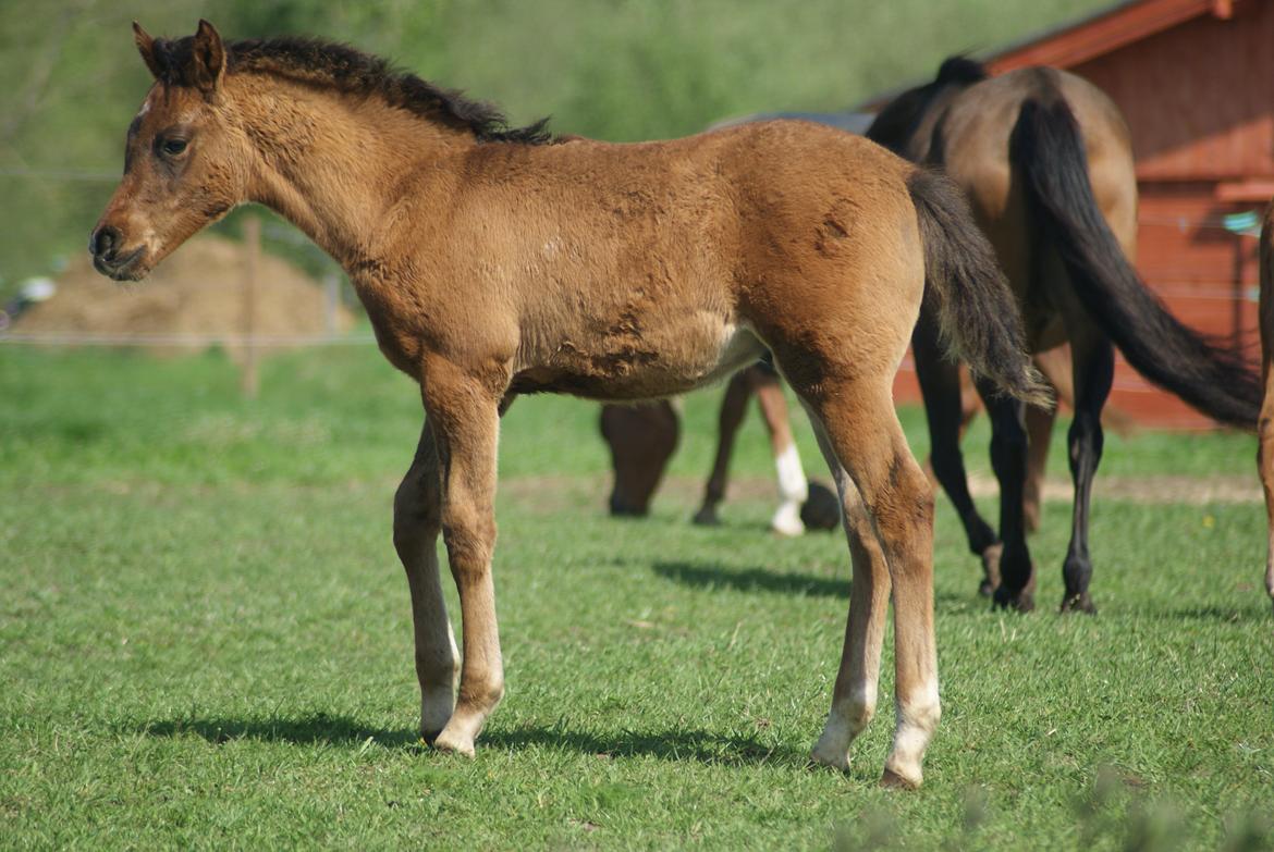 Arabisk fuldblod (OX) Euro-B *SOLGT* billede 14