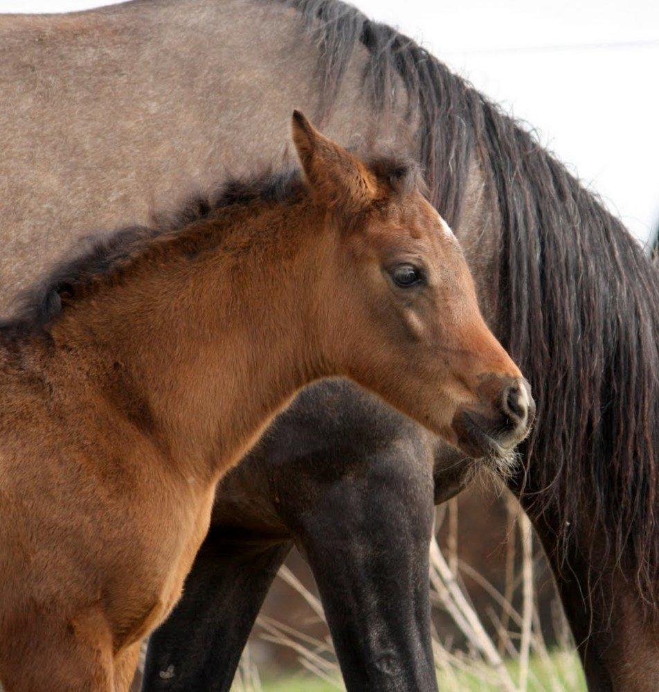 Arabisk fuldblod (OX) Euro-B *SOLGT* billede 16