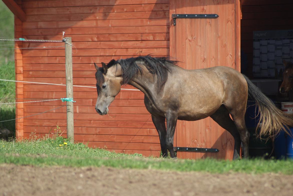 Arabisk fuldblod (OX) Estampa billede 13