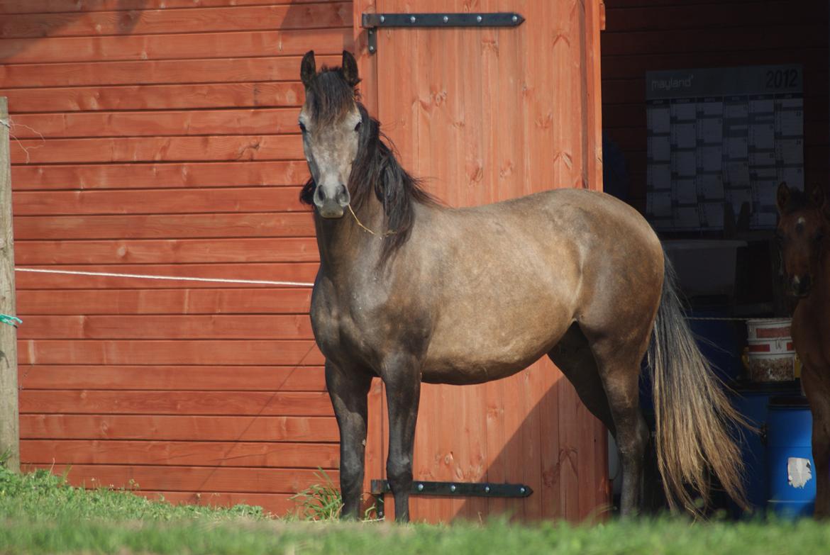 Arabisk fuldblod (OX) Estampa billede 14