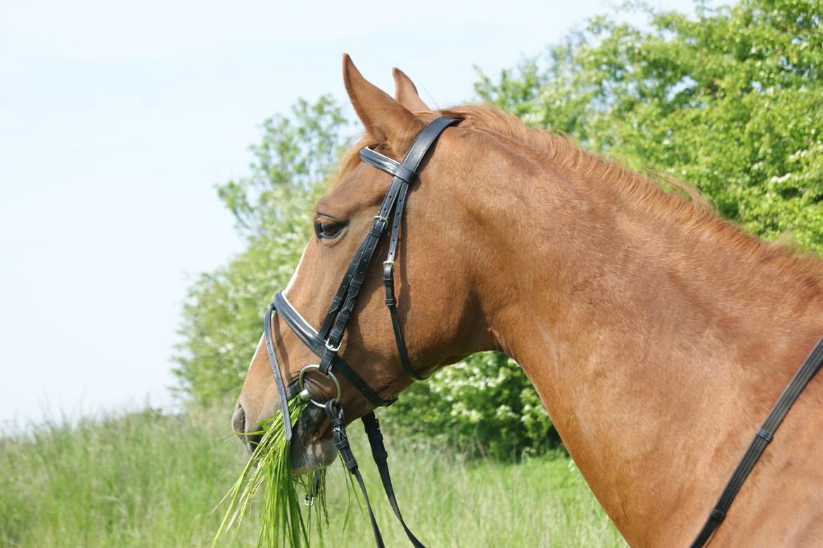 Frederiksborg Lalia billede 5