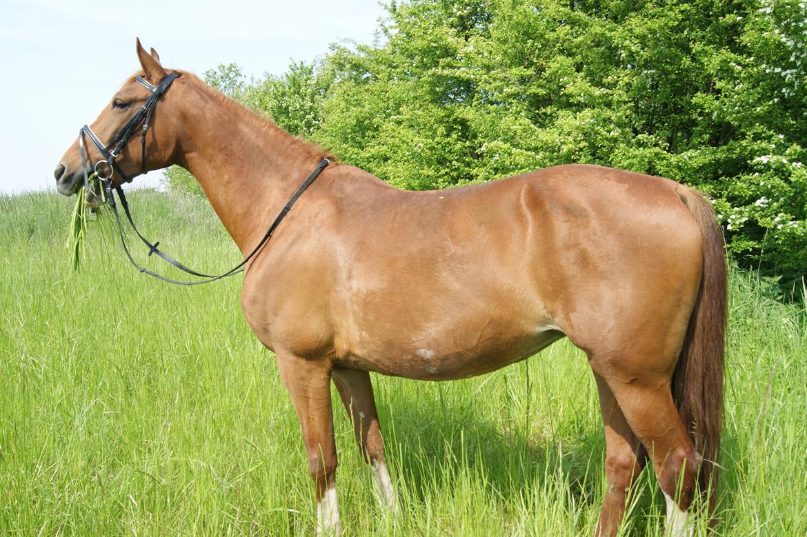 Frederiksborg Lalia billede 6