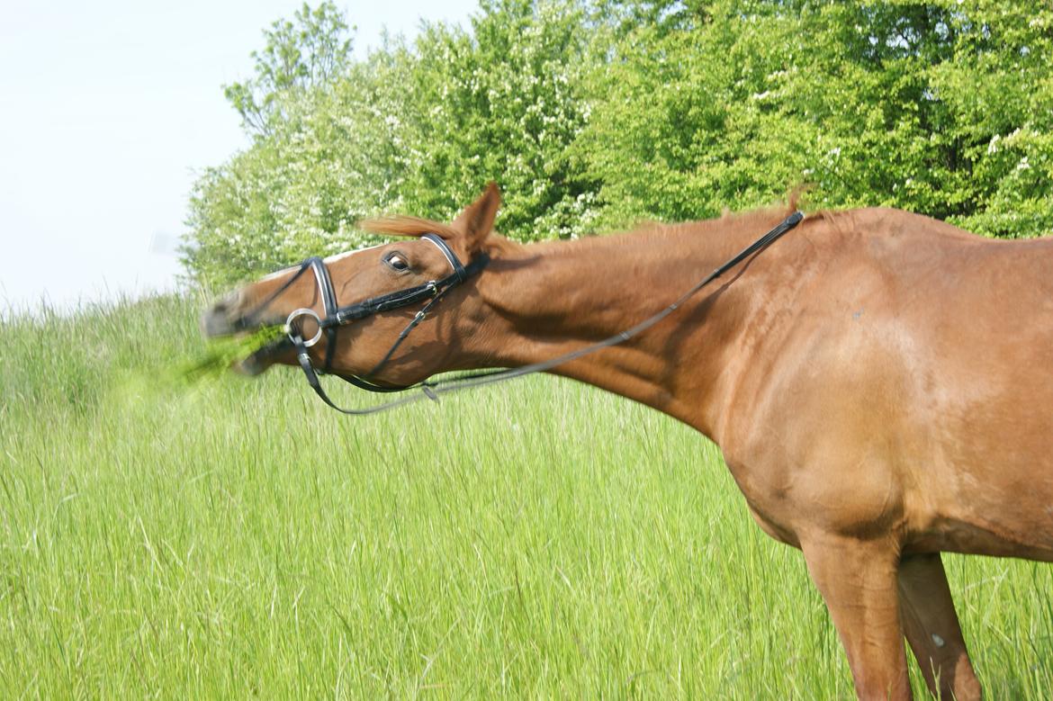 Frederiksborg Lalia billede 7