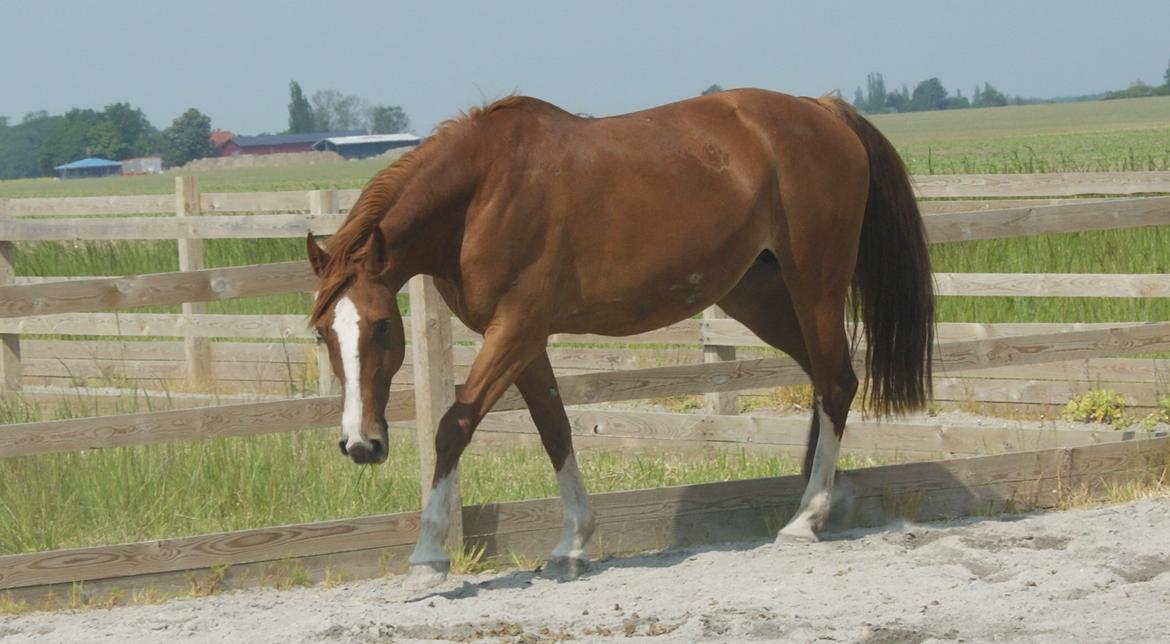 Frederiksborg Lalia billede 10
