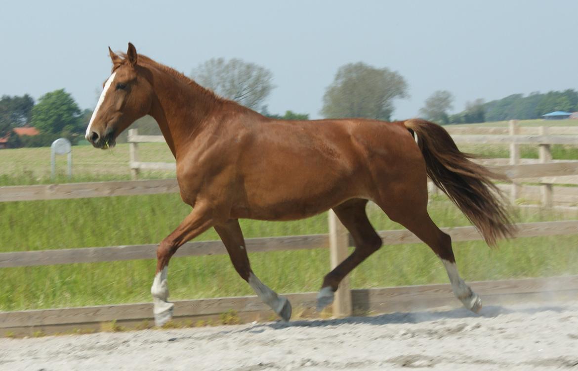 Frederiksborg Lalia billede 11