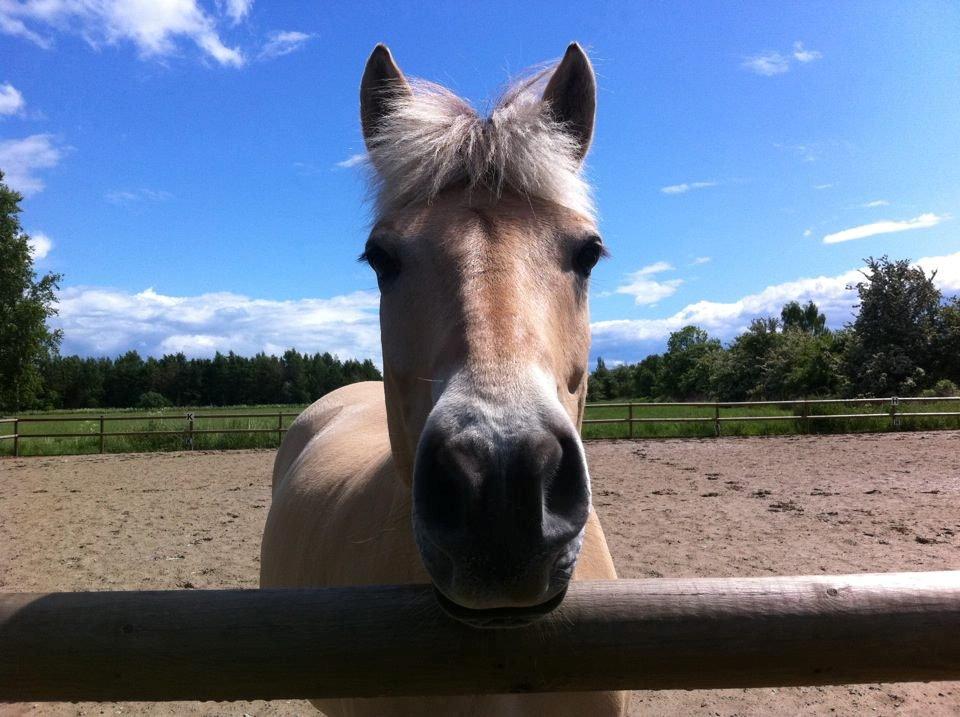 Fjordhest Prins - Tak fordi I kiggede med :-) Smid gerne en bedømmelse og en kommentar, så gør jeg det samme med jeres ;-) billede 20
