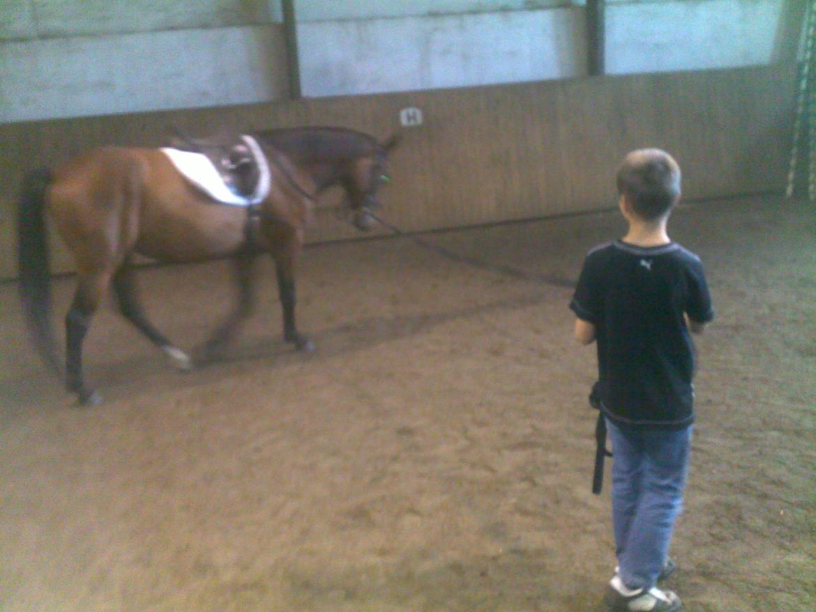 Oldenborg Horsmarks Unella - min dygtigt søn på 10 der longerer unella :O) billede 11
