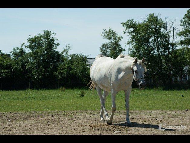 Arabisk fuldblod (OX) Joy Salina - Joy imens hun er ifol.. foto: Maya
 billede 13