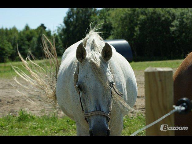 Arabisk fuldblod (OX) Joy Salina - Joy på fold.. Foto: Maya billede 5