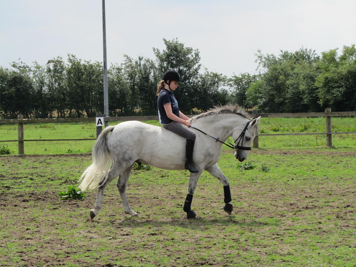 Connemara Bryanmore Boy <3 #mit et og alt# - Bob august 12. Første travetur siden skaden <3 billede 2