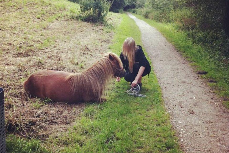 Shetlænder Frederik - Så er der pause på gåturen billede 16