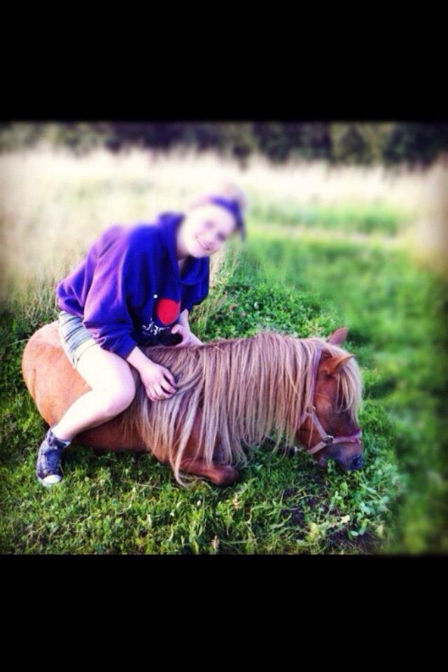 Shetlænder Frederik - D. 4/8..Første gang jeg sidder på ham imens han ligger ned.. skønne dreng billede 15