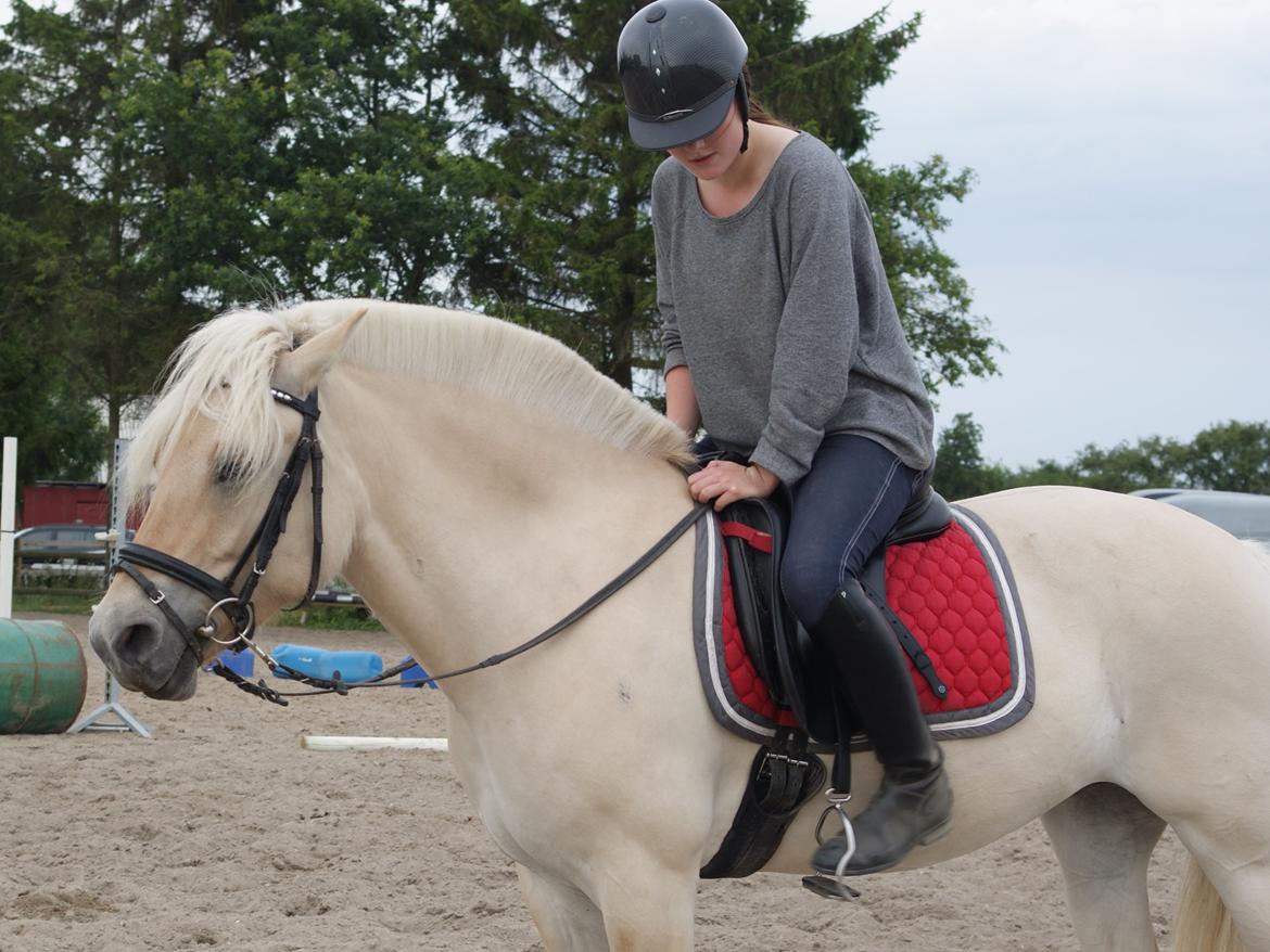 Fjordhest Fjordbækkens Amina billede 16