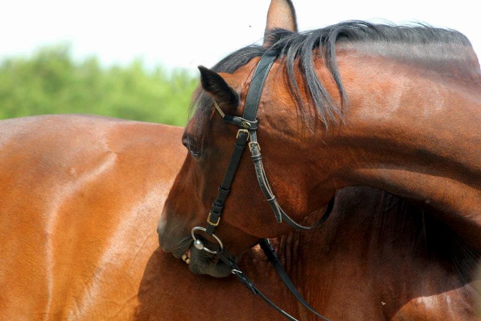 Anden særlig race Flicka billede 13