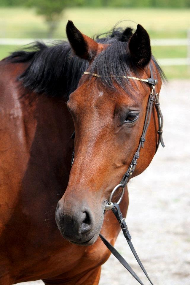 Anden særlig race Flicka billede 14