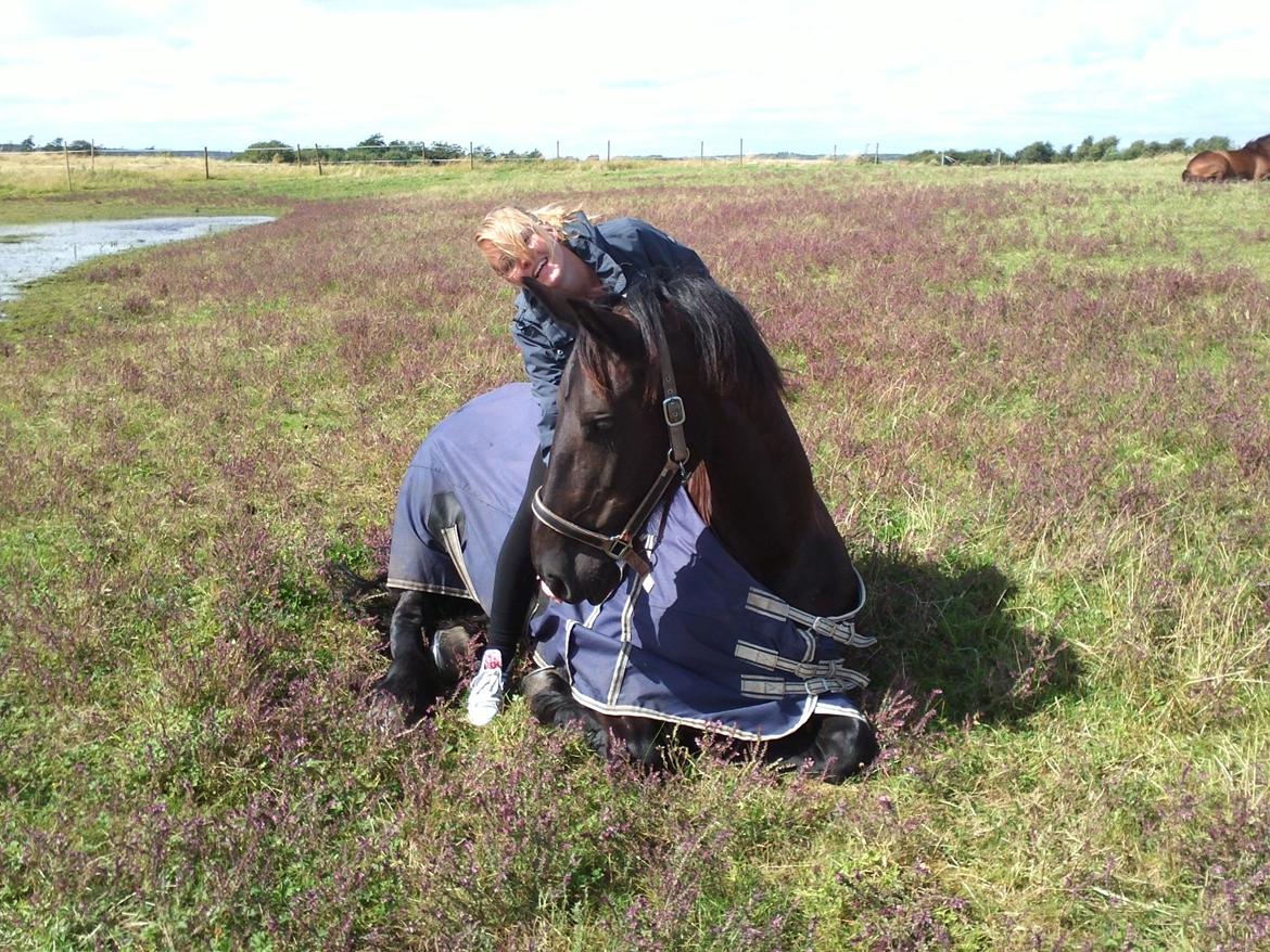 Frieser Jeltsje fra Sonderladegaard(Passer) billede 10