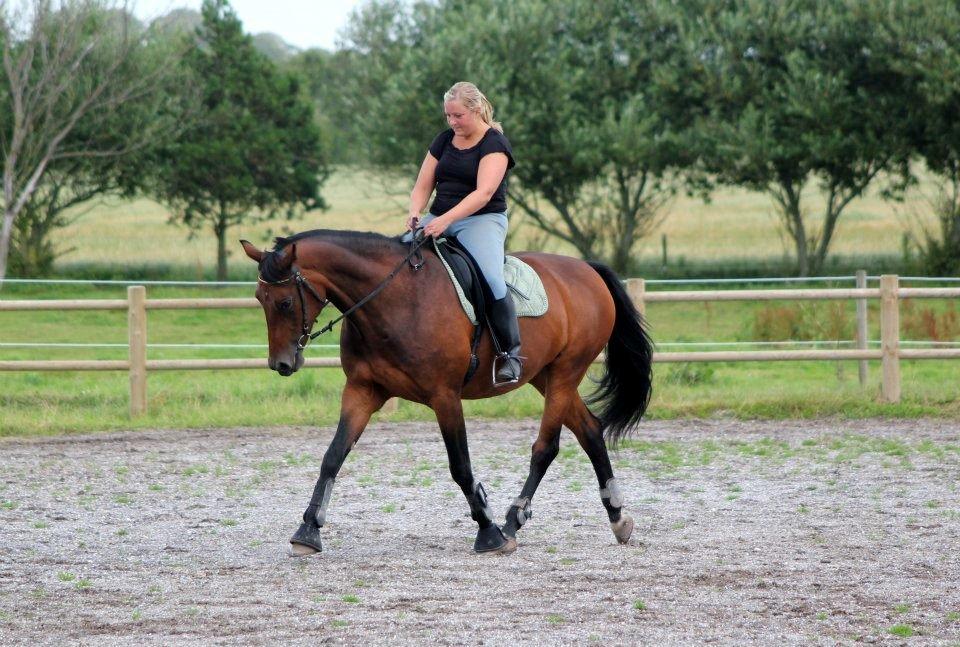 Anden særlig race Flicka billede 16