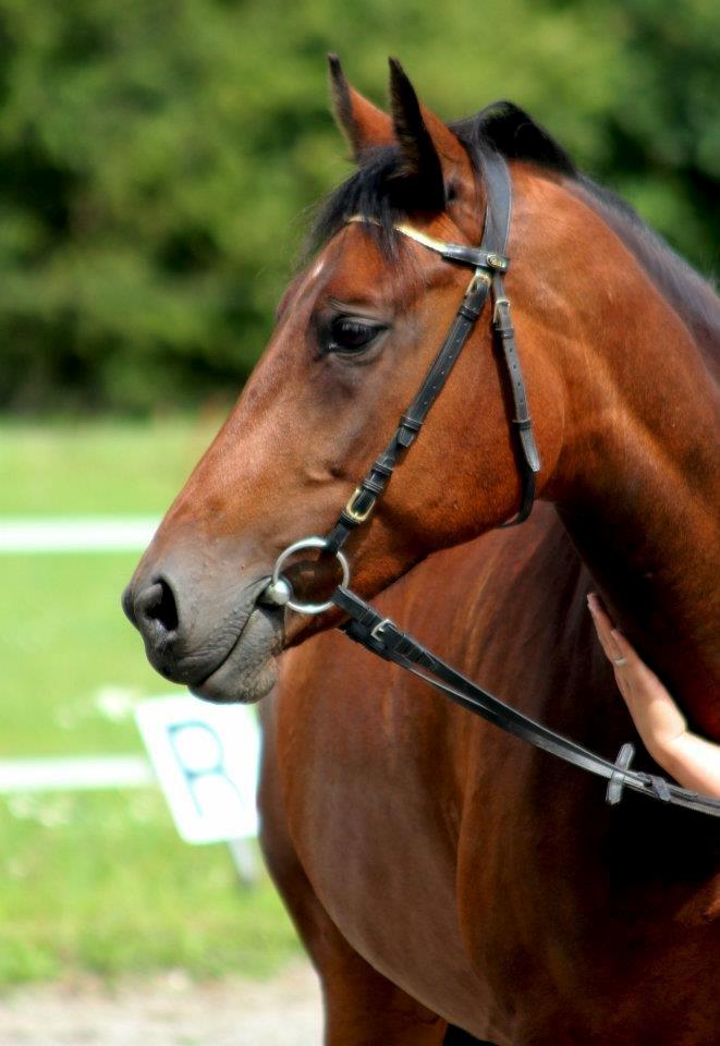 Anden særlig race Flicka billede 1