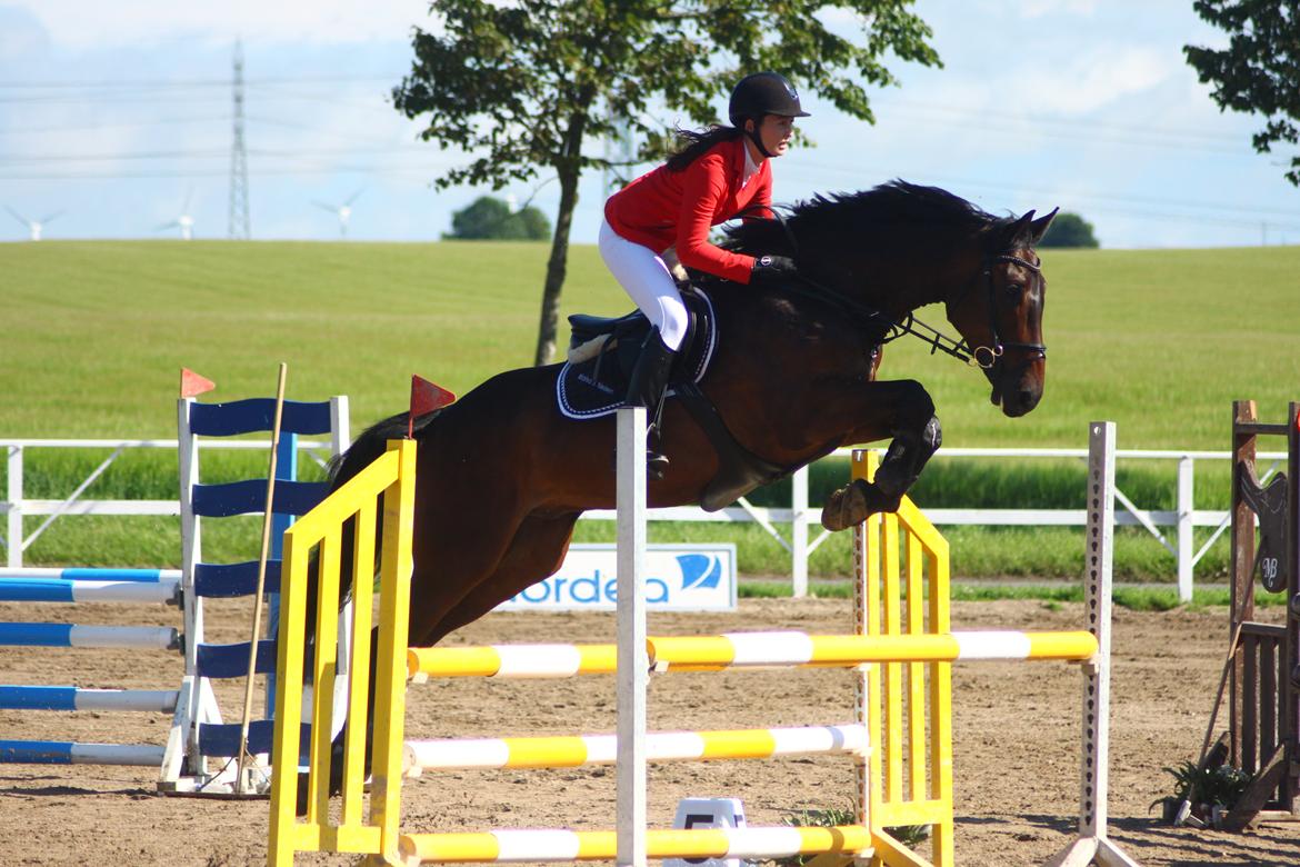 Dansk Varmblod CAPRIOLO (SOLGT TIL USA) billede 1