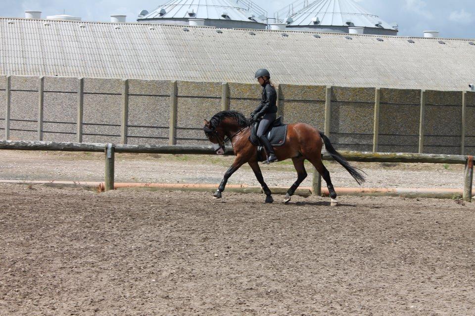 DSP Lucky Lux billede 1