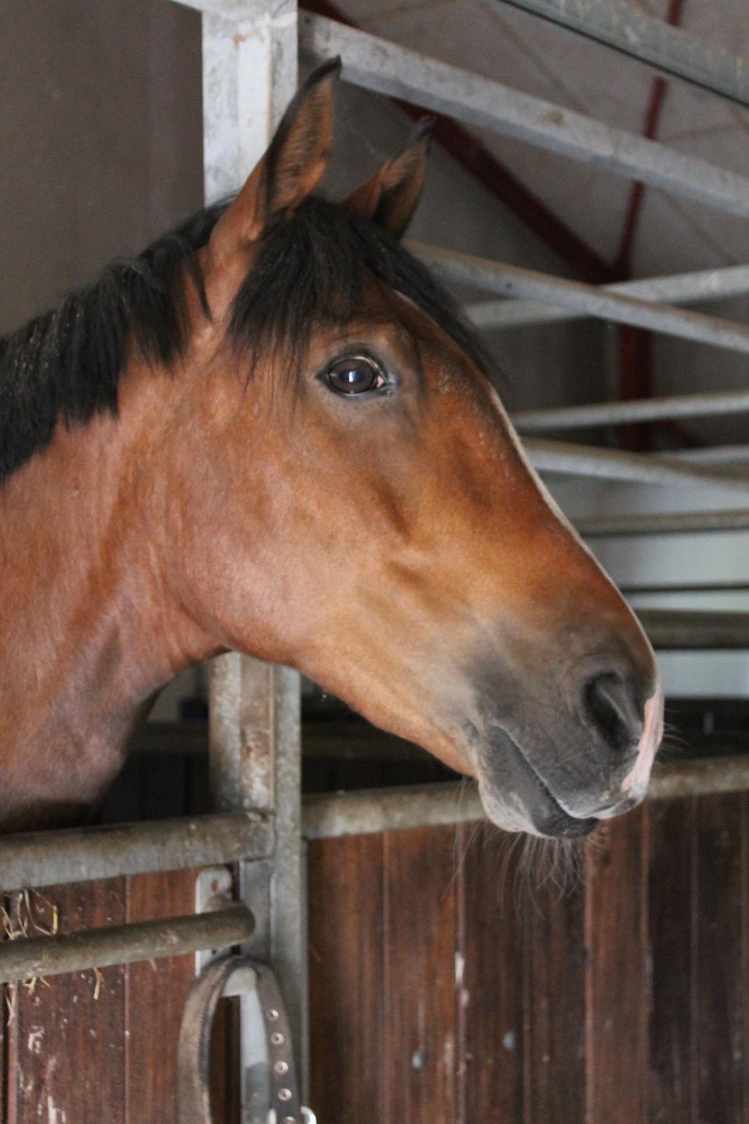 DSP Lucky Lux billede 3