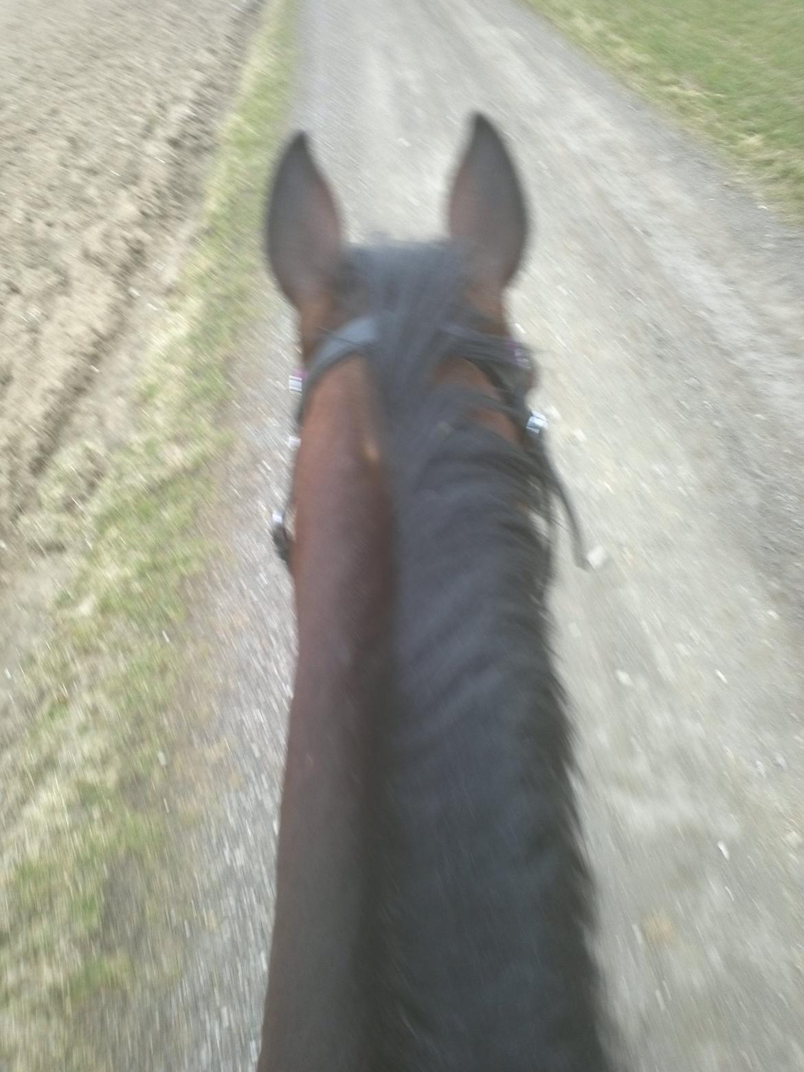 Fuldblod (XX) Colour Blind (Ire) - “Every successful person has a painful story.
Every painful story has a successful ending.
A lot of truth is said in jest
Never assume the obvious true
Never say forever, cause forever is a lie.”
-Sidste tur på prinsen inden ulykken!! <3 billede 12