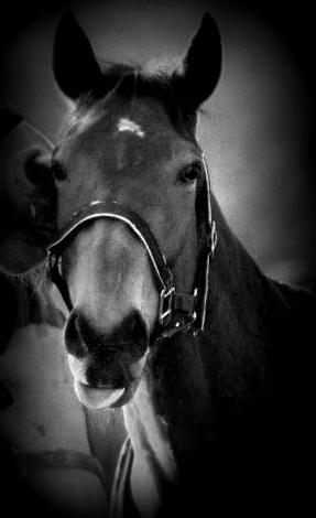 Fuldblod (XX) Colour Blind (Ire) - “Sigt efter månen, for selv om du ikke rammer, lander du blandt stjernerne”
-Sov godt skat!! billede 13