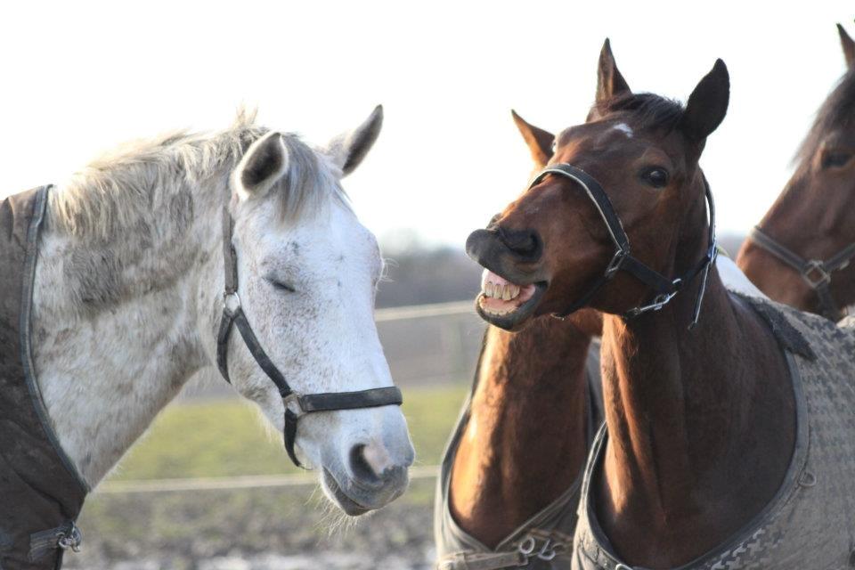 Fuldblod (XX) Colour Blind (Ire) - "Storhed består ikke af aldrig at falde, men af at rejse sig efter hvert fald.” billede 14