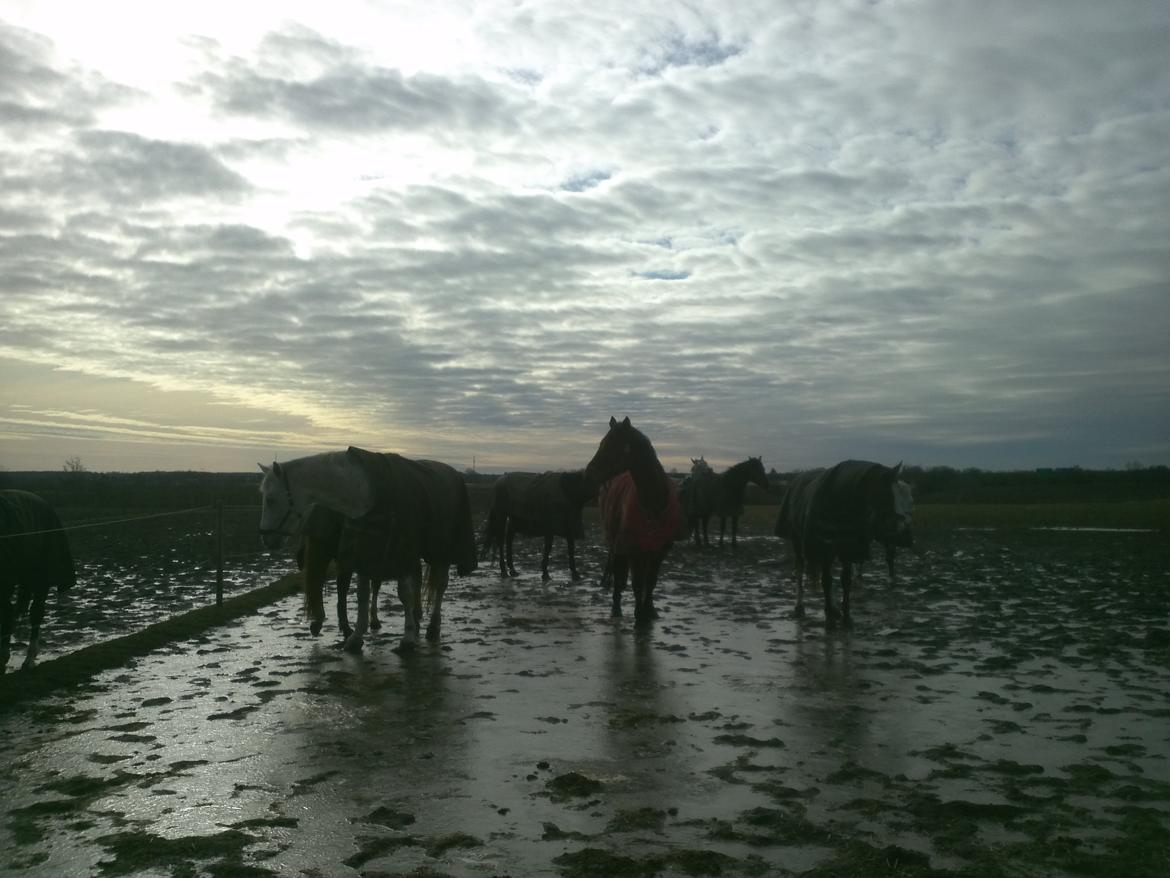 Fuldblod (XX) Colour Blind (Ire) - "Hvis du er bange for at sige farvel, så vil du aldrig kunne sige hallo, med følelse"
-Sidste billed af den bedste hest!! :'(  billede 15