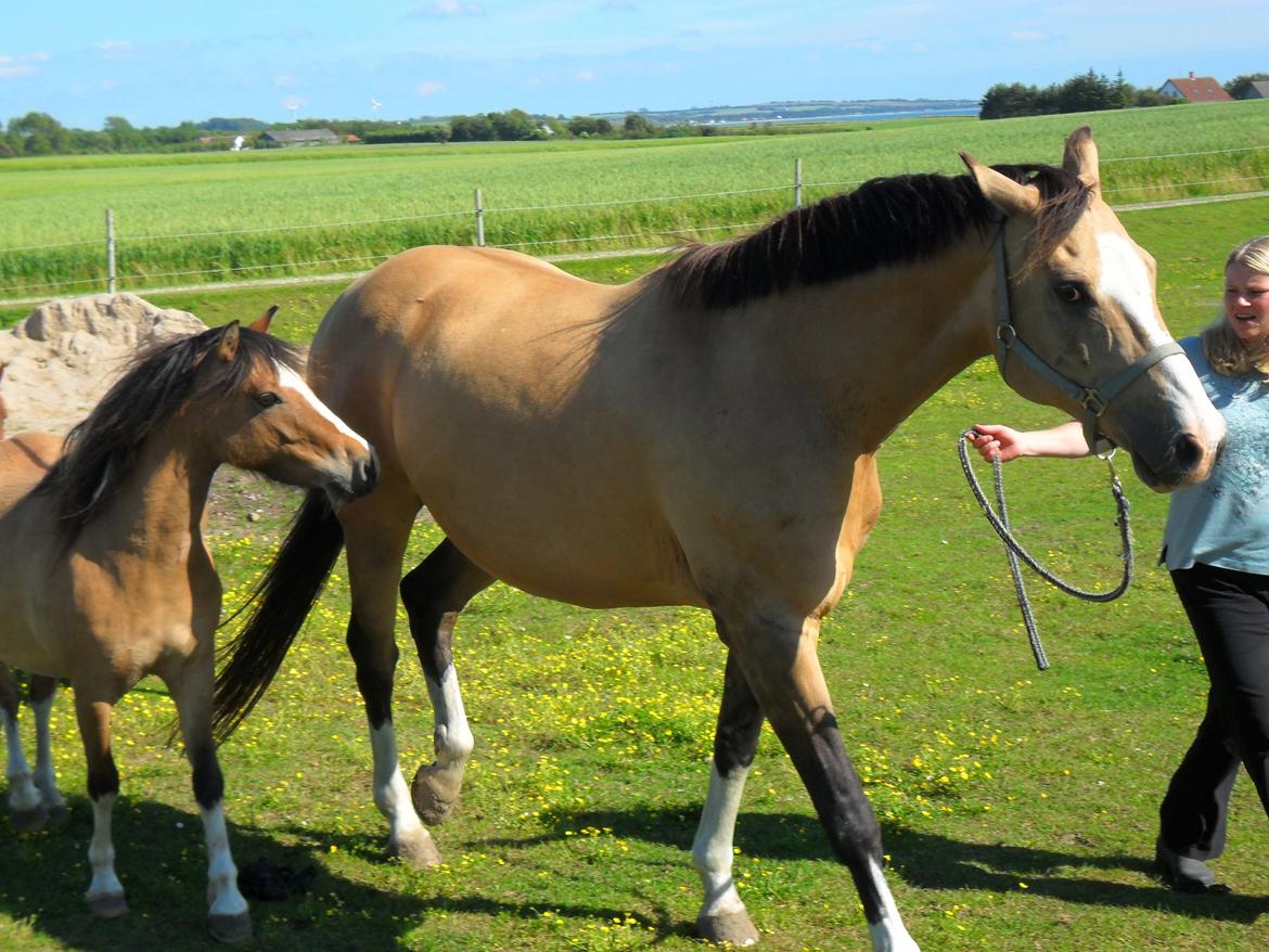 Palomino Østrupgårds Medea - Sommerferie i kalundborg juni 2012 billede 19