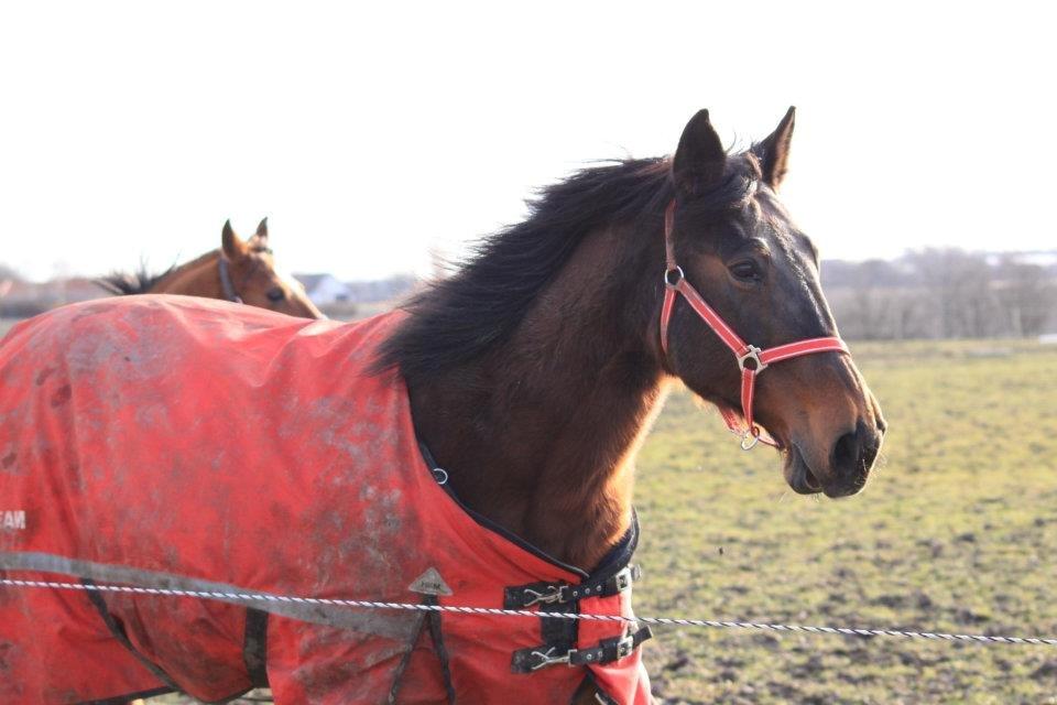Standardbred Sofie The Great - "Mennesker vil forråde dine hemmeligheder, dit venskab og din kærlighed. Men dyr vil aldrig bedrage dig" billede 12
