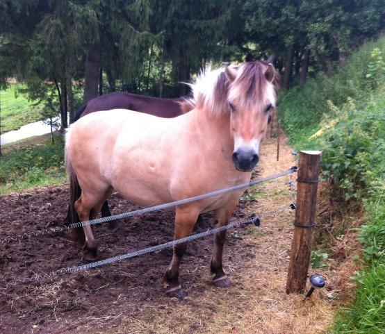 Fjordhest Frida af Ditlevgaarden aka Freitag billede 16