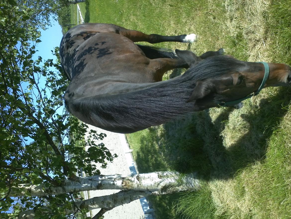 Standardbred Sofie The Great - **"Always remember that you are unique and special... just like everyone else" billede 13