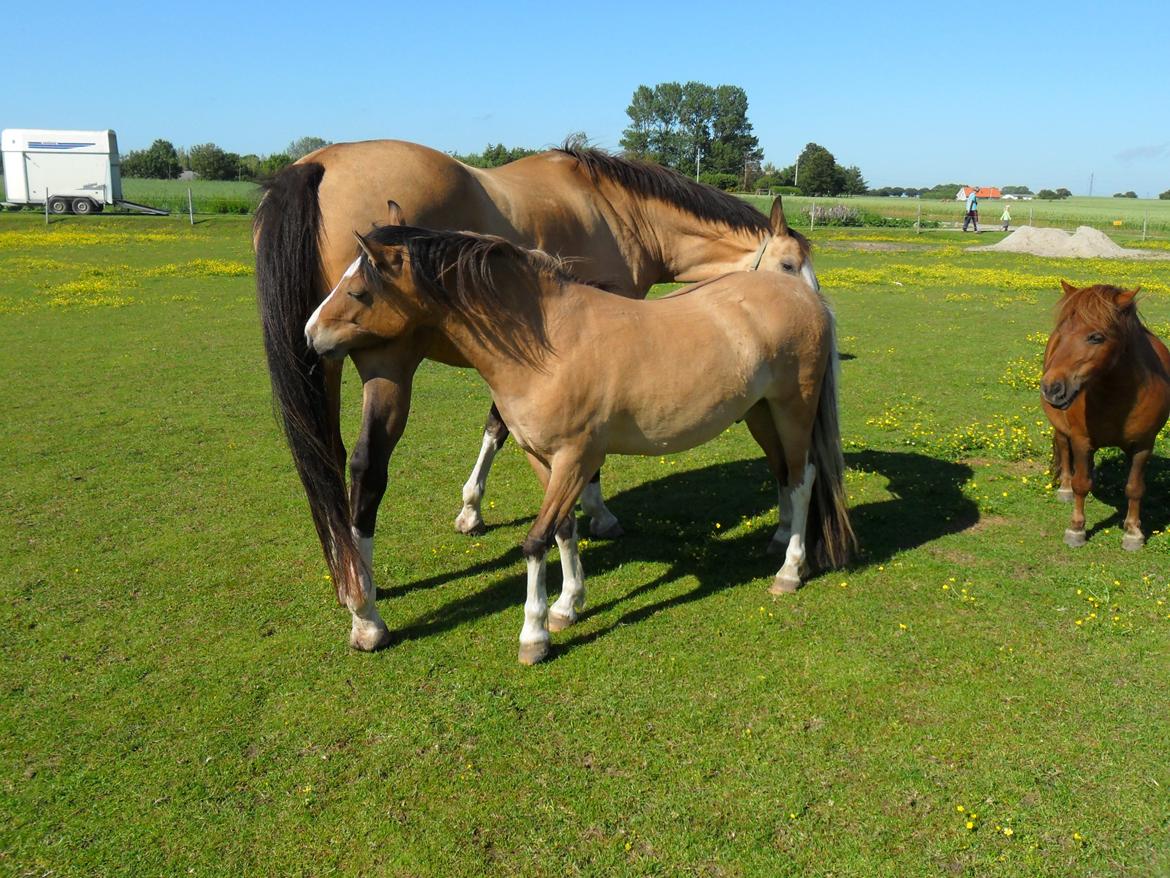 Welsh Pony af Cob-type (sec C) Doheema Alladin 4 Socks H billede 16