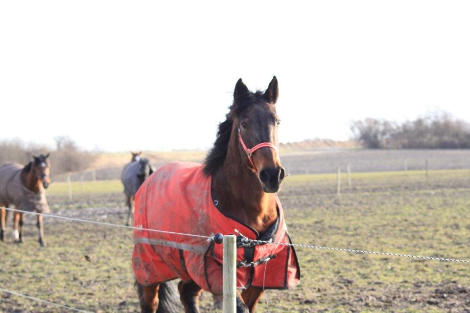 Standardbred Sofie The Great - ”Gør det i dag for i morgen er det måske for sent” billede 14