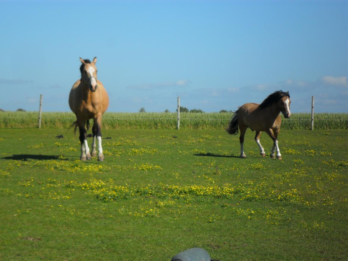 Welsh Pony af Cob-type (sec C) Doheema Alladin 4 Socks H billede 17