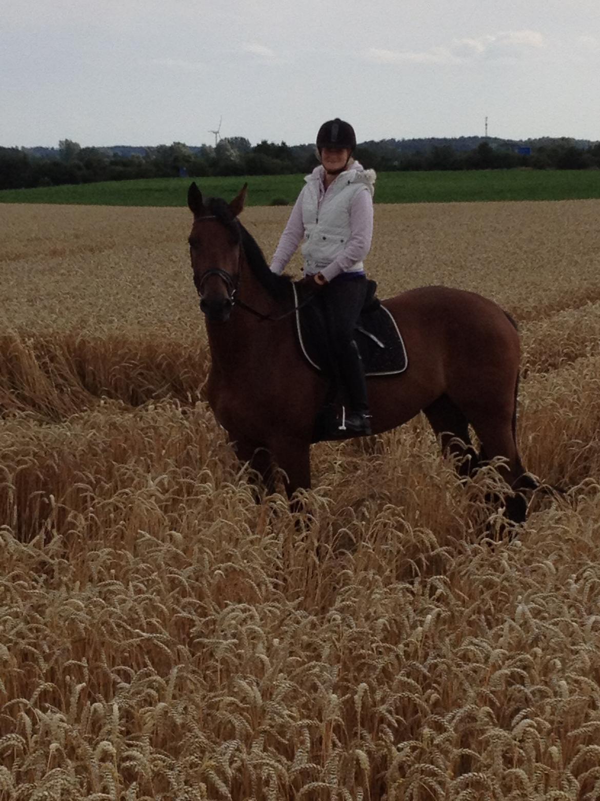 Dansk Varmblod Railo - Succes kommer aldrig tilfældigt. Succes er hårdt arbejde, vedholdenhed, træning, indlæring, masser af ofre og frem for alt stor kærlighed til dét, du gør, eller træner dig op til at kunne gøre. billede 1