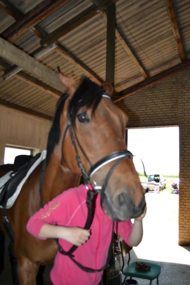 Dansk Varmblod Railo - „Gode venner er som stjerner. Man kan ikke altid se dem, men man ved de altid er der.“ billede 2