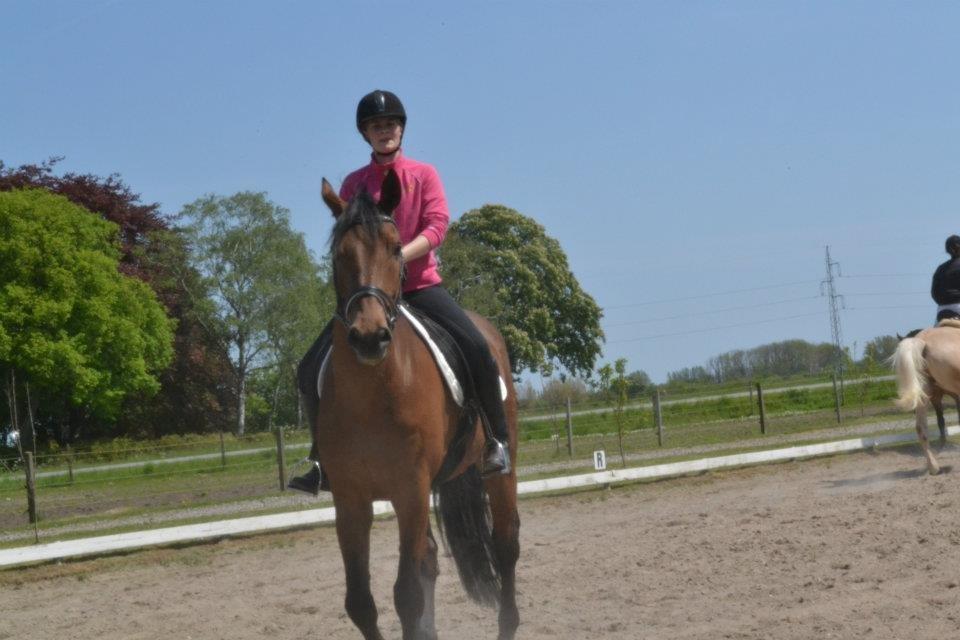 Dansk Varmblod Railo - „At elske tager tid, men det er tiden værd.“ billede 3