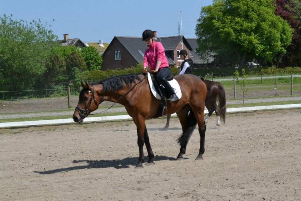 Dansk Varmblod Railo - “Venskabet er først ægte, når to venner, uden at mæle et ord, kan glæde sig ved blot at være sammen” billede 4