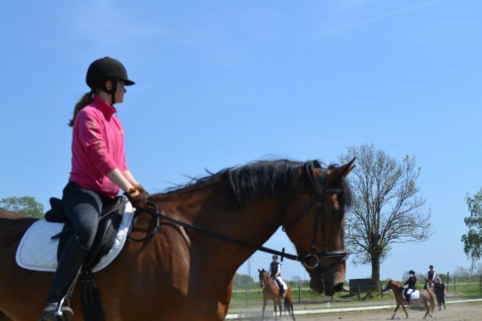 Dansk Varmblod Railo - - If your horse says no, you either asked the wrong question, or asked the question wrong. <3 billede 5