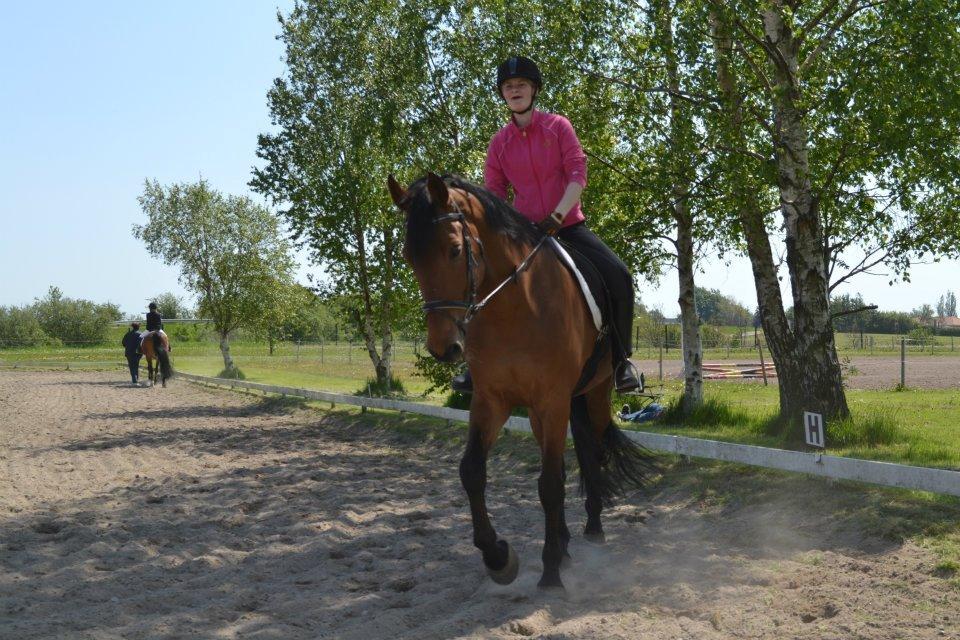 Dansk Varmblod Railo - "Den der har viljen til at ville, har også evnen til at kunne!" billede 6