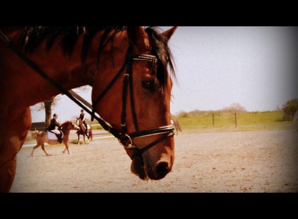 Dansk Varmblod Railo - "You can't se the future with tears in your eyes" billede 7